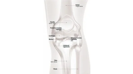 Knee Knee anatomy 0 1